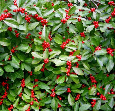 Winter Red Winterberry Winterberry Holly Shrubs For Sale