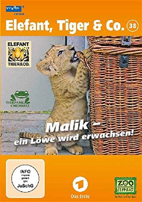 Elefant Tiger And Co Teil 38 Malik Ein Löwe Wird Erwachsen 2