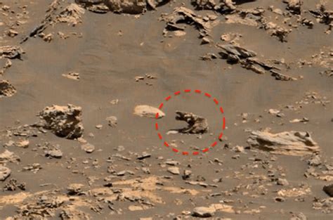 Thousands Of Mushrooms And An Alien Life Form Spotted On Mars In Nasa Rover Pics Brobible