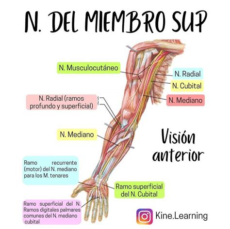 Nervios del miembro superior Anatomía médica Anatomia y fisiologia humana Anatomia y fisiologia