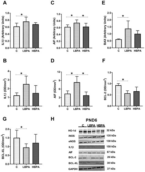 Ijms Free Full Text Low Dose Of Bpa Induces Liver Injury Through
