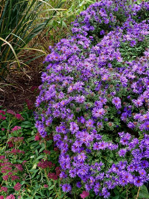 13 Perennials That Can Survive The Coldest Winters
