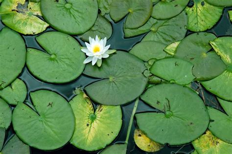 Image Result For Lilypad Water Lilies Lily Pads Lily Pad Drawing