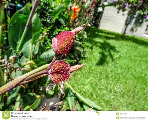 Orange Gladiolus Flowers After A Light Rain Stock Image Image Of
