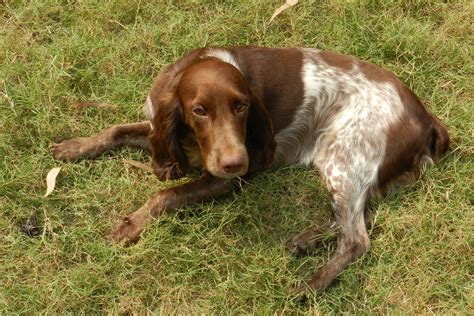 Free Images Lawn Sweet Animal Canine Pet Brown Hunting Dog
