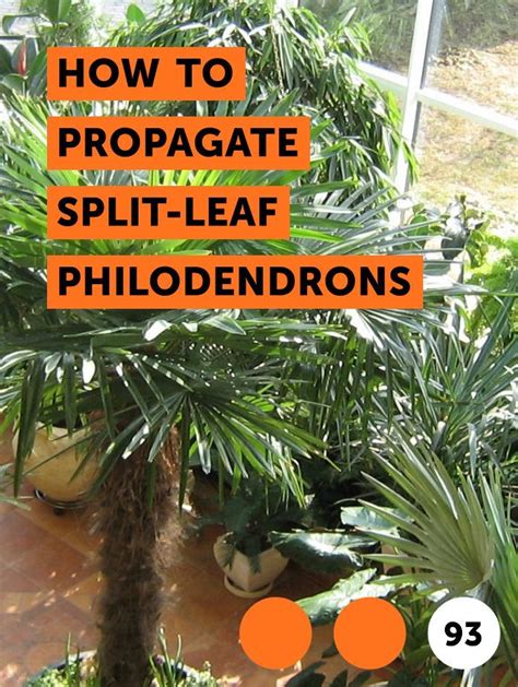 Learn How To Propagate Split Leaf Philodendrons How To Guides Tips And Tricks Plants Lucky