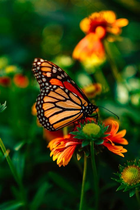 And you can find a lot of butterfly photos on this page, but on the page where you are i think that these butterfly images will look great together with some of my flower drawings. 100+ Butterfly Pictures HQ | Download Free Images on ...