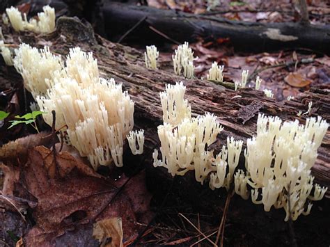 Clavulina Cristata The White Coral Mushroom Benefits And Identification