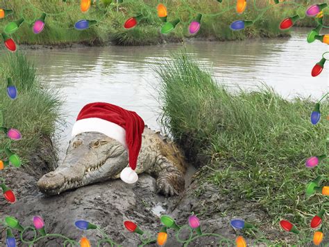 See reviews, salaries & interviews from christmas tree shops employees in union, nj. Croc-ing around the Christmas Tree :: Crocodile Encounter