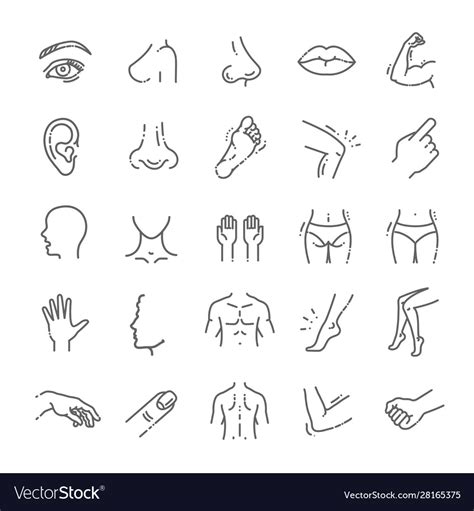 Human Body Parts Icons Plastic Face Surgery Vector Image