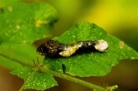 They aren't very cute in the larva (caterpillar) stage but after pupation they become the beautiful heraclides cresphonte. 7K8A3525 | This is a mature caterpillar called an orange ...