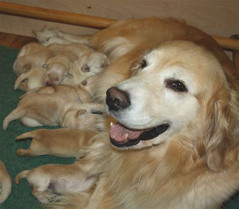 Puppies Harborview Golden Retrievers