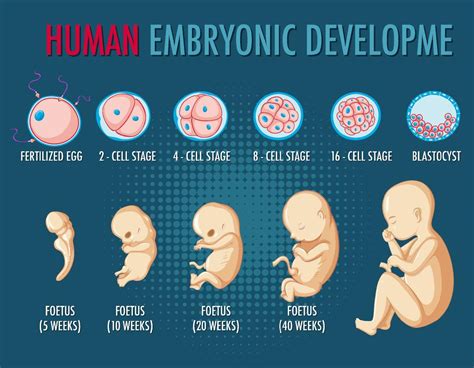Infograf A Desarrollo Embrionario Humano Vector En Vecteezy
