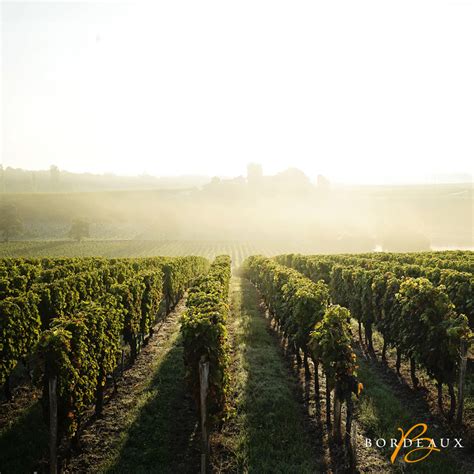 The region produces an unfortified sweet wine, that can be made with semillon, sauvignon blanc, muscadelle and. The Secrets of Sauternes ! | Official website Bordeaux.com