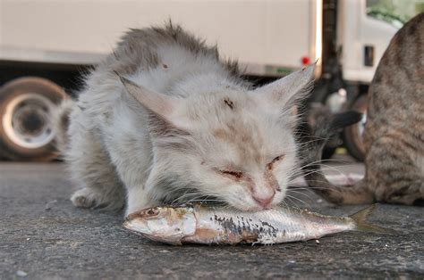 Check spelling or type a new query. Photo 1220-20: White cat eating a fish near Wholesale Fish ...