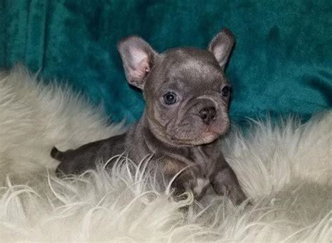 Bouledogue or bouledogue français) is a breed of domestic dog, bred to be companion dogs. FRENCHTON PUPPIES (Merles) for Sale in Hillsboro, North Carolina Classified | AmericanListed.com