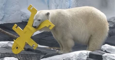 Peta Says Polar Bear Died Of Heartbreak After Separated From Same