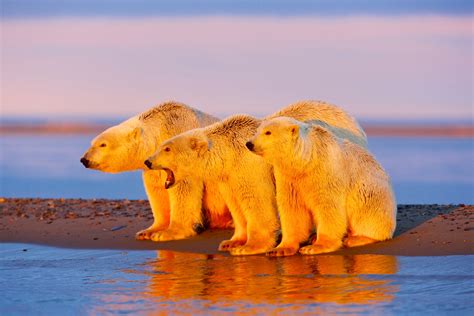 The Polar Bears Of Alaskas Arctic National Wildlife Refuge New York Post