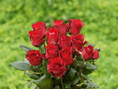 Our local florists craft fresh flower arrangements from daisy flowers, lily flowers, carnation flowers, hydrangea flowers, iris flowers, roses, sunflowers, and more! Red Roses - Flowers Wallpaper (34611312) - Fanpop