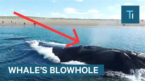 Whats Actually Inside A Whales Blowhole Youtube
