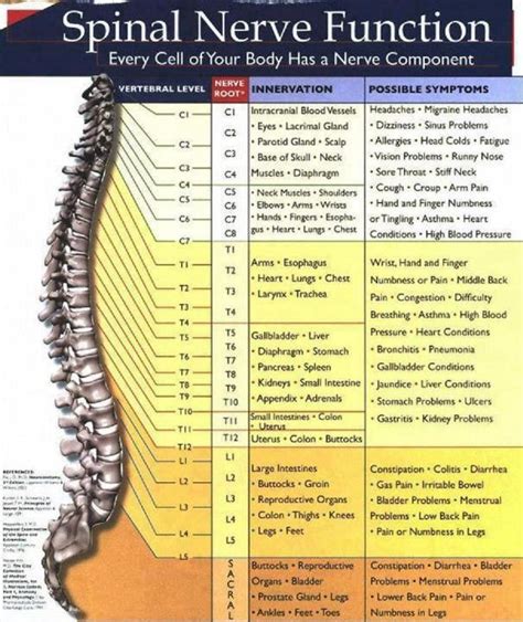Spinal Nerve Function Hints Physical Therapy Chiropractic Neurology