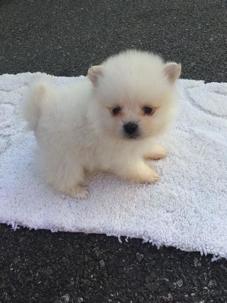 Miniature Pomeranian Puppy Margate Public Ads