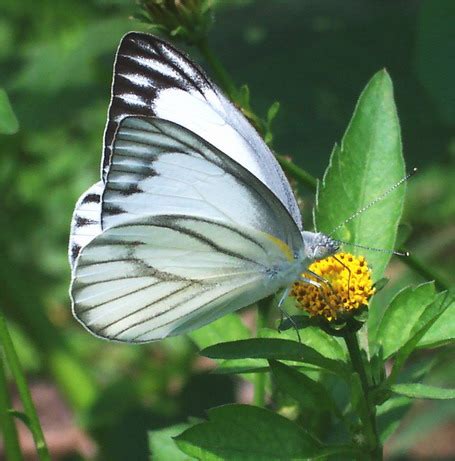 Walau bagaimanapun ada beberapa jenis saperti 'monarch' yang boleh hidup. Kalam Kasih: RAMA-RAMA ATAU KUPU-KUPU