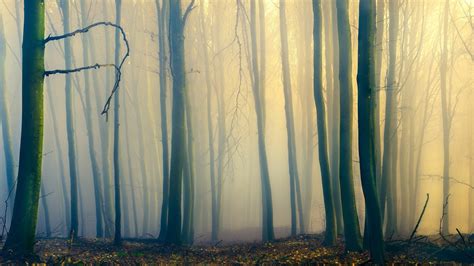 Foggy Forest During Daytime Hd Wallpaper Wallpaper Flare