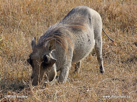 Common Warthog Photos Common Warthog Images Nature Wildlife Pictures
