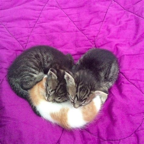 Kitten Love Rcats