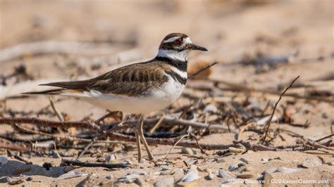 Photo Of The Day Killdeer Nesting At Kelley Park Old Mission Gazette