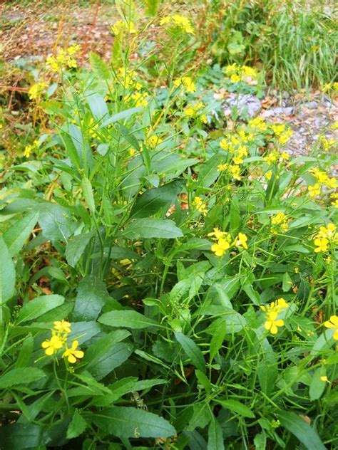 Brassica Juncea Изображение особи Плантариум