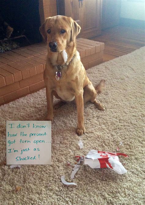 The Evidence Is On Your Face Dogshaming