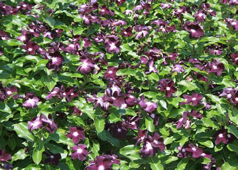 Our vast selection of quality annuals would make any gardener proud, and our annual plants and flowers. Annual flowering vinca deserves garden space | Mississippi ...