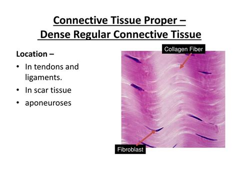 Ppt Histology 2 Connective Tissue Powerpoint Presentation Free