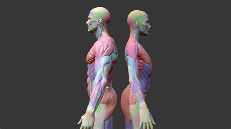 Écorché Musclenames Male And Female Anatomy Bundle Buy Royalty Free 3d