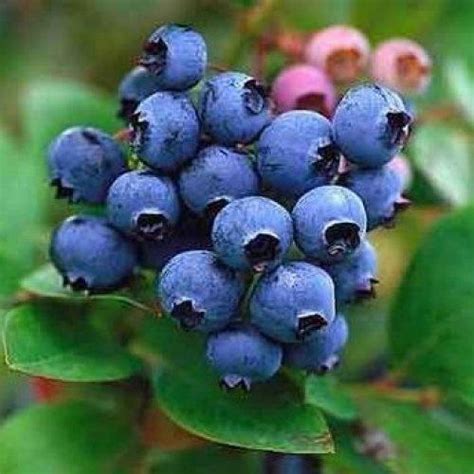 So how did the blueberries still retain their overall antioxidant capacity despite this degrading of certain anthocyanins? How many cups of blueberries should you eat per day to ...