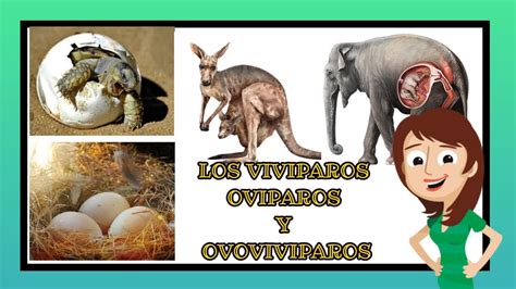 Cuadro Comparativo De Animales Viviparos Y Oviparos Kulturaupice