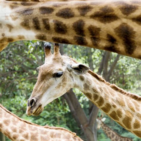 Why Does The Giraffe Have A Long Neck Answers From The Giraffe Genome
