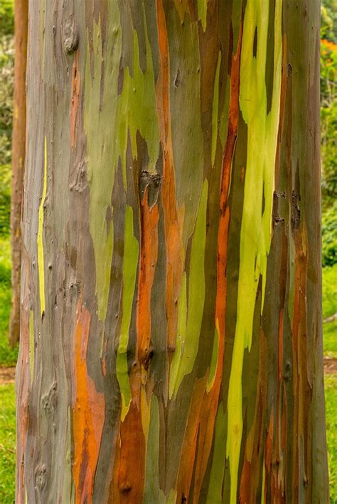 Rainbow Eucalyptus The Most Beautiful Tree In The World Healthy Food