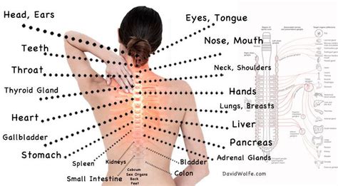 Vagina, cervix, uterus, fallopian tubes, ovaries. Female Lower Back Anatomy Internal Organs / Lower Left ...