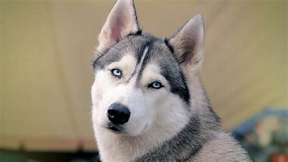 Siberian Huskies Wallpapers Husky Face Dog Eyes