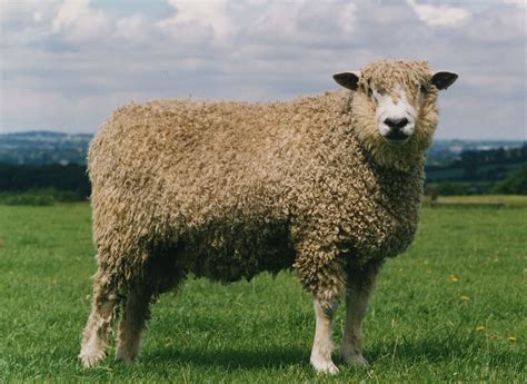 Cotswold Sheep Category 4 At Risk 900 1500 Registered Breeing Ewes In