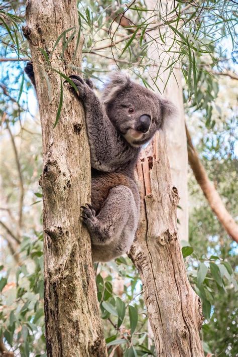 Koala Sitting On A Tree Stock Image Image Of Aussie 139465785