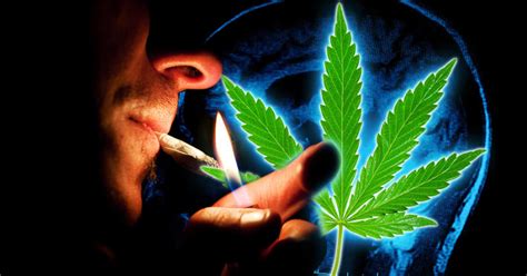 Cannabis And Schizophrenia Does Cannabis Cause Schizophrenia Legalize It We Think So