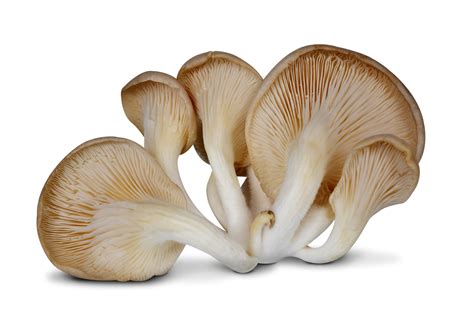 Oyster mushroom: The mushrooms of flower heaven - foodthesis.com