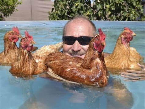 Chicken Can Swim Did You Know That Chickens Can Swim Almost As Well
