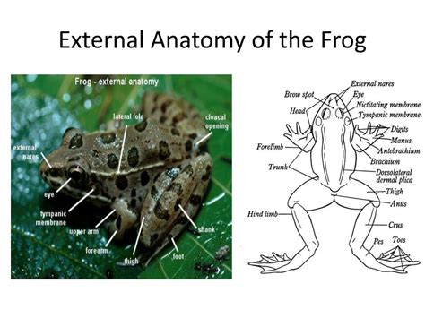 Frog Dissection Powerpoint Reshospital
