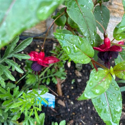 Fuchsia Lady In Black Climbing Fuchsia Lady In Black In Gardentags