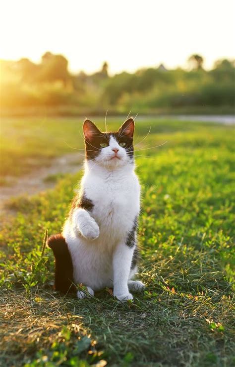 Portrait Of A Cute Kitten Sitting On A Sunny Green Meadow On A Warm